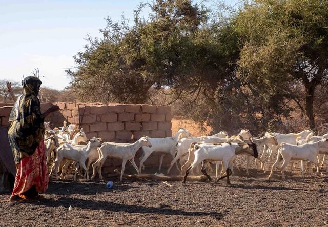 Äldre kvinnlig bonde i Somalia