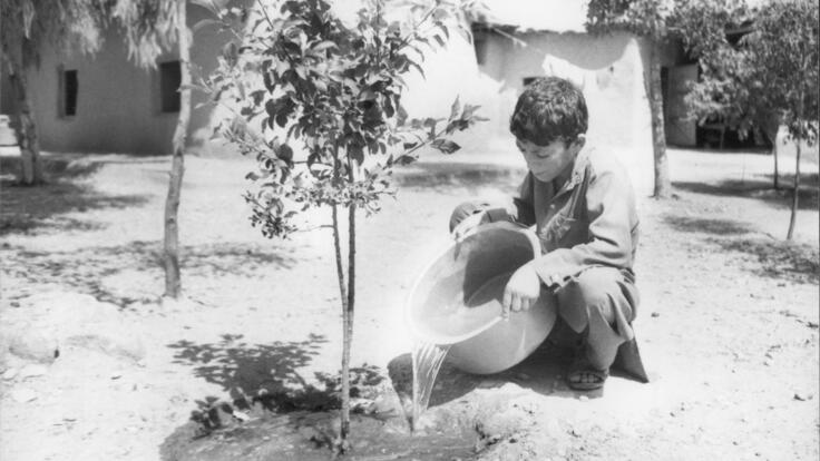 En liten pojke vattnar ett träd